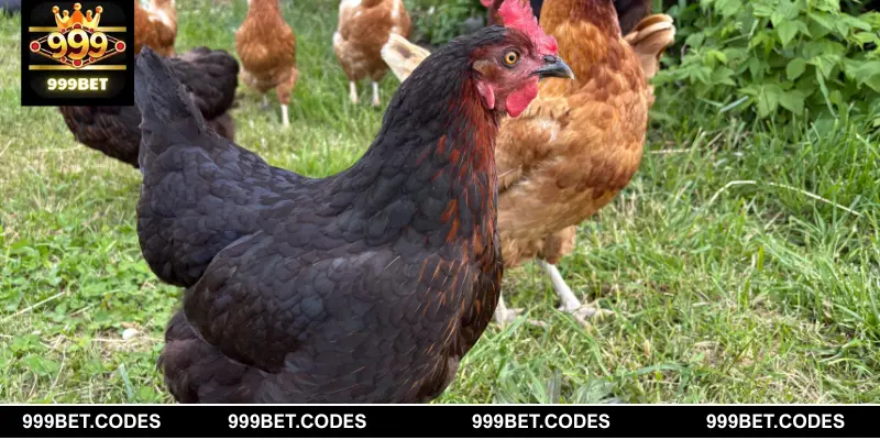 Chiêm bao thấy gà mang nhiều ý nghĩa sâu xa