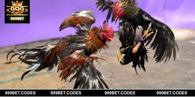 Giới thiệu về bộ môn đá gà tre tại 999BET