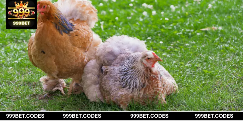 Liên kết giấc chiêm bao với tâm linh