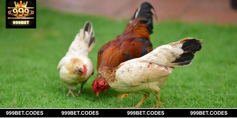 Mỗi giấc mơ thấy gà có ý nghĩa riêng