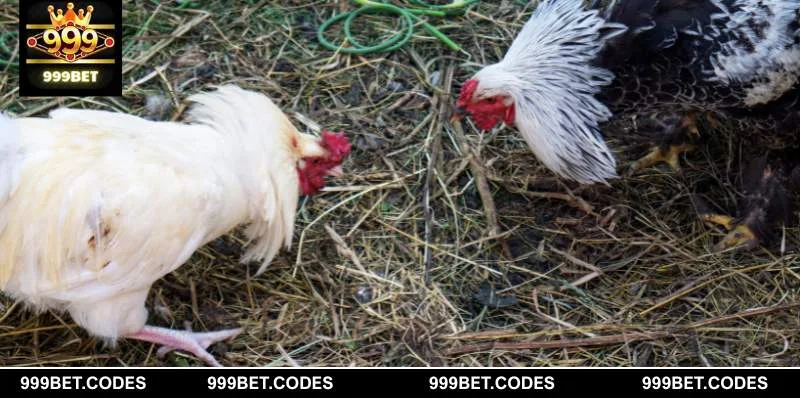 Những quy tắc cơ bản khi tham gia đá gà tre