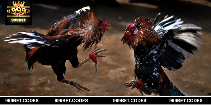 Theo dõi lại thành tích thi đấu trước đó để đưa ra nhận định đúng