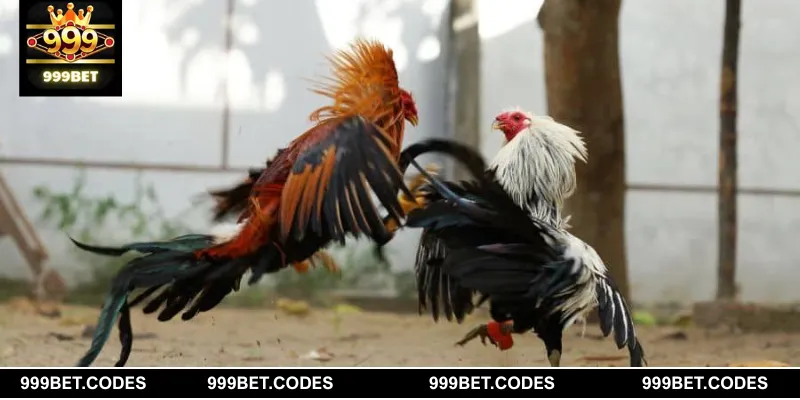 Tổng hợp kèo cược đá gà 999BET trực tuyến thưởng cực to 